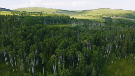 Vista-Aérea-Cinematográfica-Sobrevolando-Un-Bosque-De-álamos-En-Las-Estribaciones-De-Las-Montañas-Rocosas-En-Alberta,-Canadá
