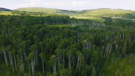 cinematic aerial view flying over an aspen forest in the rocky mountain foothills in alberta, canada