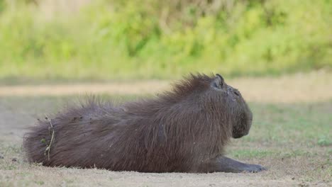 Female-cleaner-shiny-cowbird-hopping-around-on-a-brown-furry-capybara,-hydrochoerus-hydrochaeris,-while-it-enjoys-an-afternoon-nap-on-the-ground,-wildlife-clean-symbiosis-close-up-shot