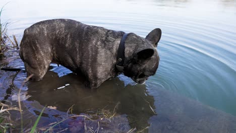 bulldog francés se para en la orilla de un lago y luego entra lentamente en el agua hasta el cuerpo para luego beber