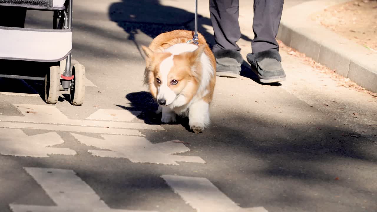 개는 주인과 함께 는 동안 음료 캔을 들고 있습니다.