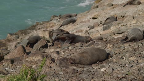 sleepy fur seal colony on rocky pacific shore