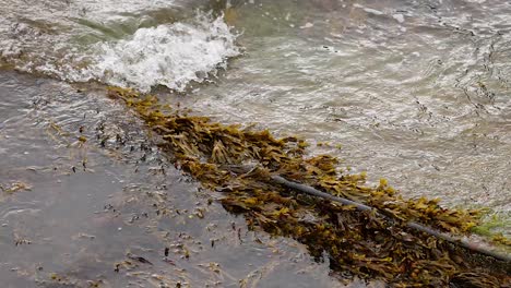 waves hitting seaweed-covered shore in fife, scotland