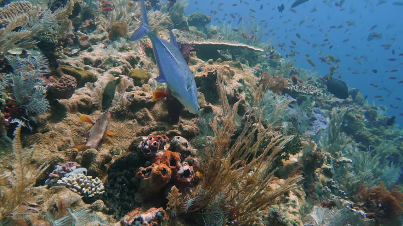 un jurel de aleta azul está buscando peces pequeños debajo de los corales como presa para comer