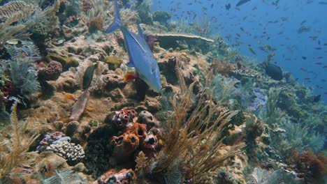 a bluefin trevally is looking for small fish under corals as prey to eat