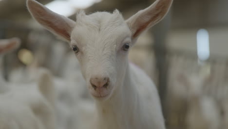 a close up of a baby goat in a busy barn full of adult goat's