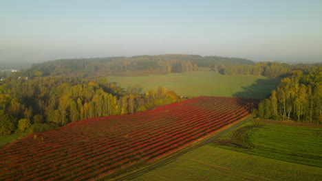 Kulturen-Auf-Feldern-Mit-Bäumen-Während-Der-Herbstsaison-In-Napromek,-Polen