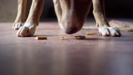 sniffing and eating biscuit close up