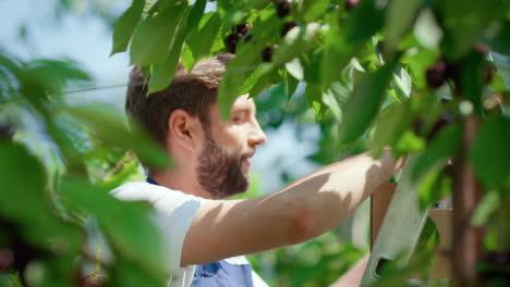 smiling farm worker collecting cherry fruits in sunny green farm portrait