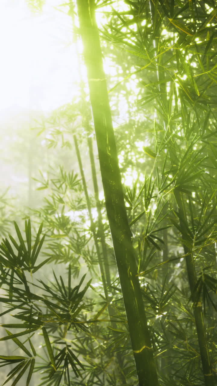 Sunlight filtering through lush bamboo forest in early morning