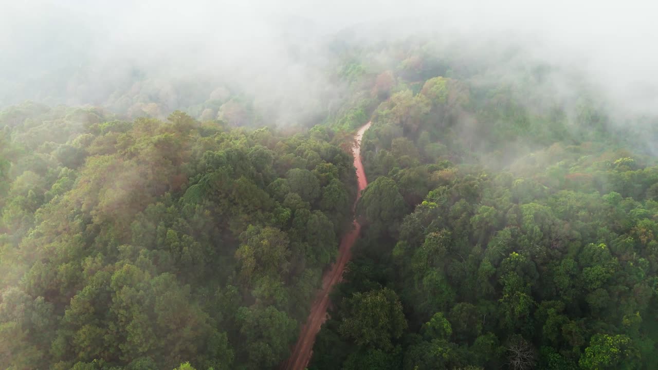vía aérea estrechada fuera de la carretera en bosques naturales bosque pino con nubes y niebla paisaje brumoso