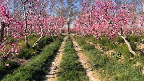 Spaziergang-Im-Pfirsichgarten-Im-Frühling.-Bäume-Voller-Rosafarbener-Blumen.-Obstblüten-Blühen-An-Einem-Sonnigen-Tag-Im-Frühling-Im-Nahen-Osten.-Asien.-Frisches-Gras,-Weidekonzept,-Blauer-Himmel,-Dunstiger-Tag.-Zweige