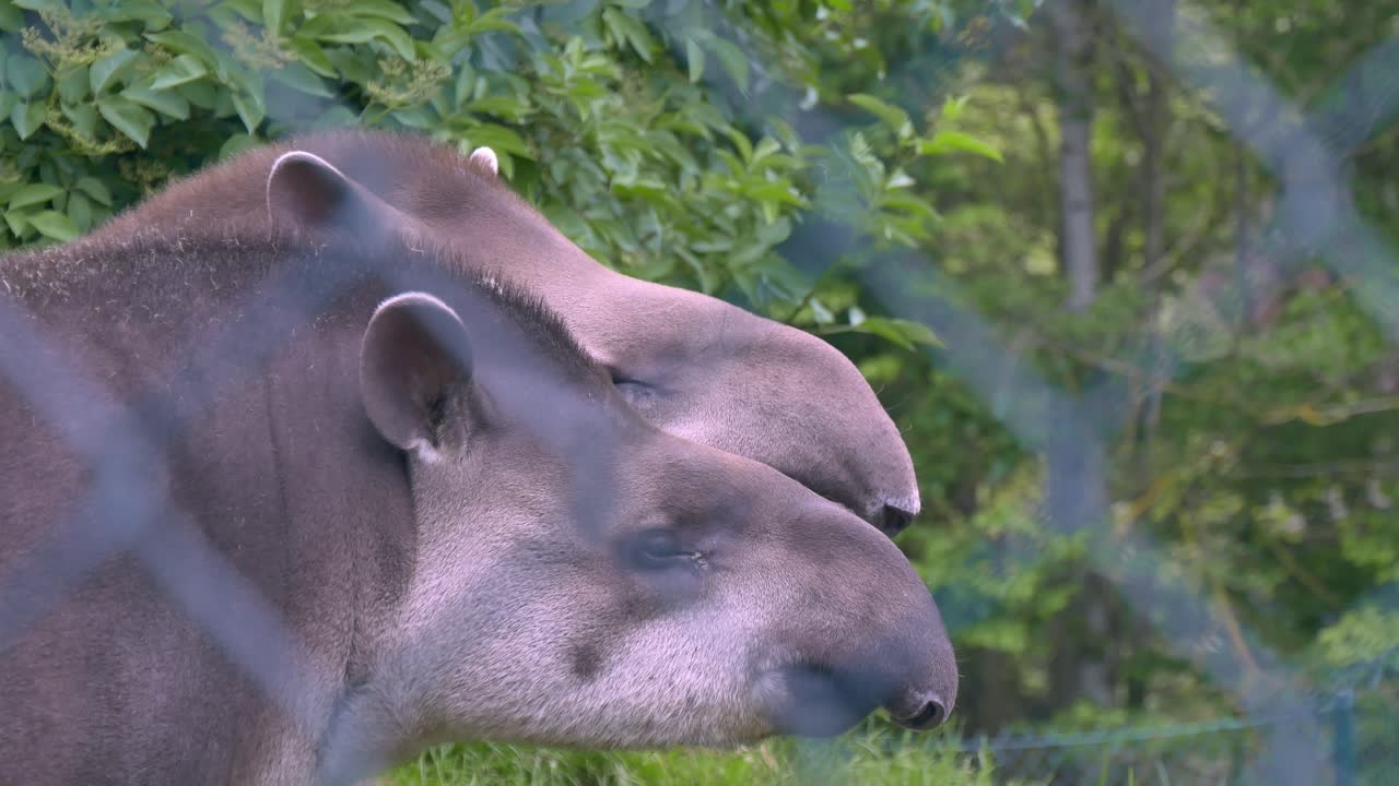 Two Brazilian Tapirs  captive in Ireland&rsquo;s Dublin Zoo