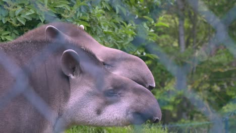 Dos-Tapires-Brasileños-Cautivos-En-El-Zoológico-De-Dublín-En-Irlanda