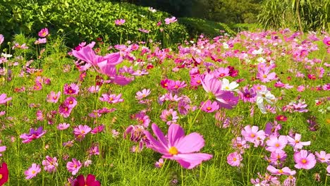 a vibrant display of pink and red cosmos flowers flourishing in a sunlit meadow.