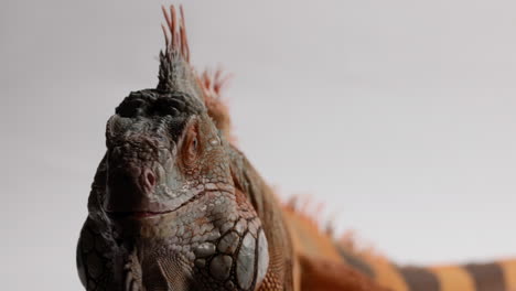 green iguana turns to face camera in menacing way - close up on face