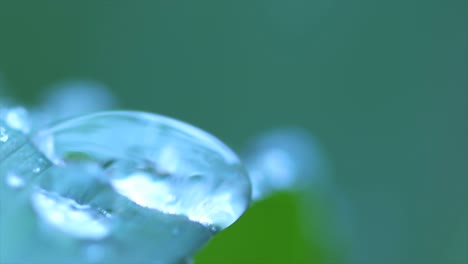 rain water drops on leaf