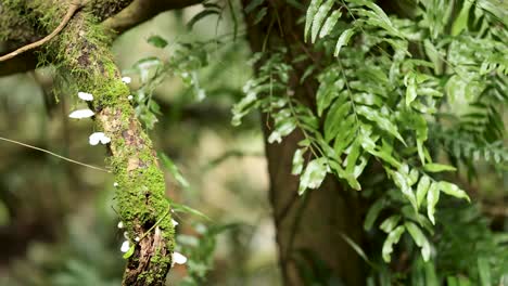 a mossy tree branch adorned with small white fungi is shown in a sunlit rainforest, with gentle camera movement revealing vibrant green foliage