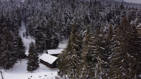 Aerial-Footage-Of-Pine-Trees-Covered-With-Snow