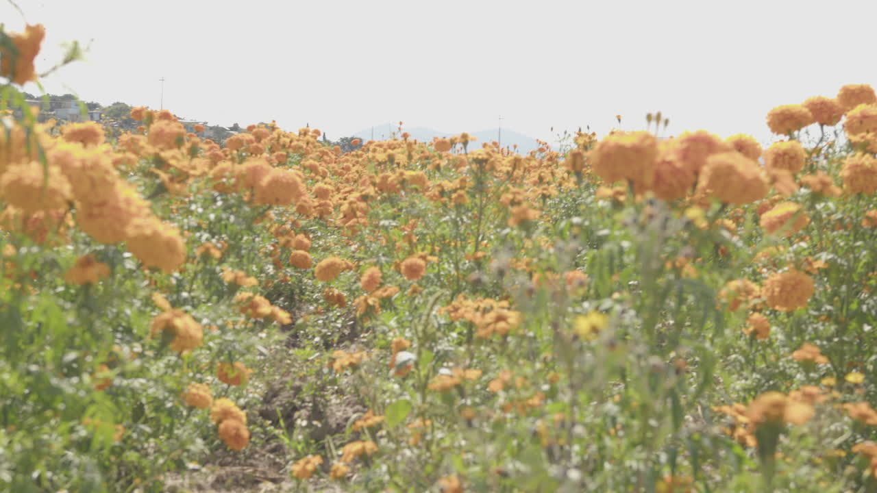camminando in un fiore di cempasuchil