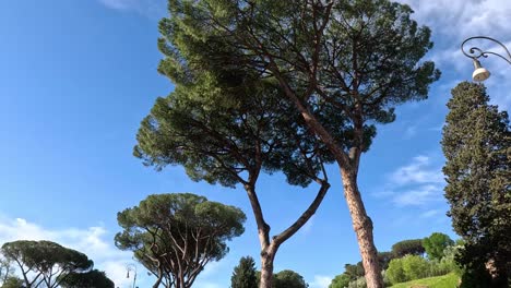 a tree's silhouette changes subtly over time