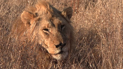 Close-up-of-a-beautiful-male-lion-resting-in-the-tall-grass-under-the-golden-glow-of-the-African-sun