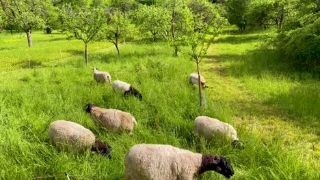 cute sheep family eating grass on colorful green grass field in germany