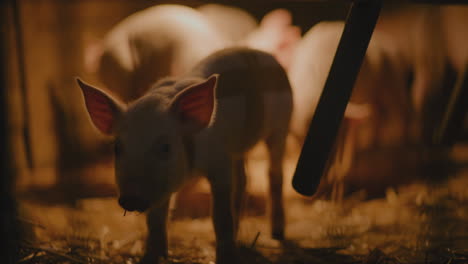 piglets in a farm pen