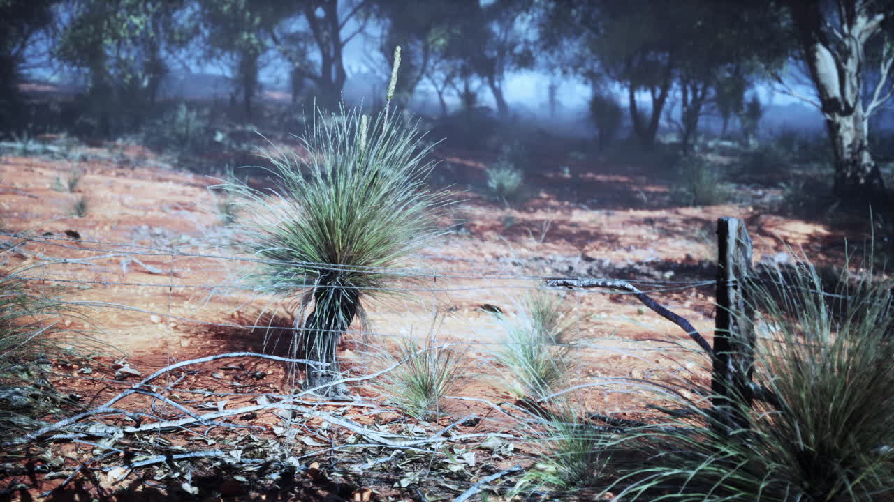 먼지 속의 안개가 가득한 아침, 전면에 잔디이 있고, 멀리서 울타리가 보인다.
