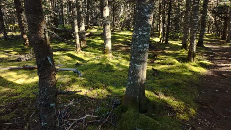 Aerial footage gliding over a lush moss-covered forest floor in Newfoundland, where dappled sunlight filters through slender tree trunks creating a serene woodland scene