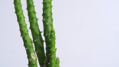 primer plano de la planta opuntia salmiana girando a su alrededor en el fondo blanco de la pantalla