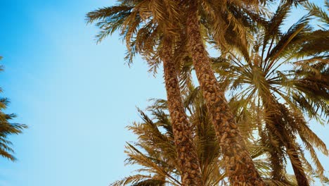 palmeras en la luz del atardecer y el cielo