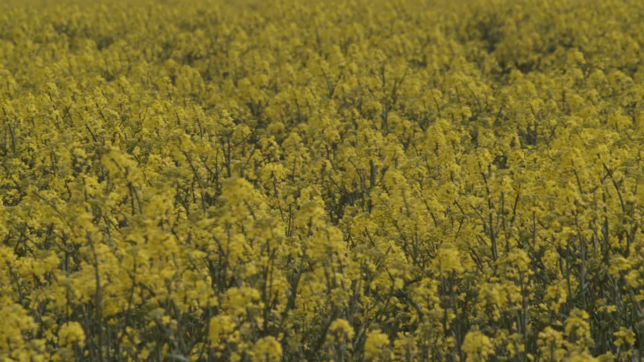 Campo fiorito di colza gialla in fattoria