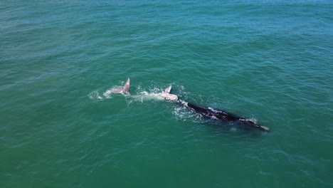 Whale-with-here-brindle-calf-logging-in-aquamarine-ocean---drone-view-of-whales