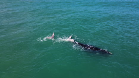 ballena con aquí becerro atigrado registrando en océano aguamarina - vista de drones de ballenas
