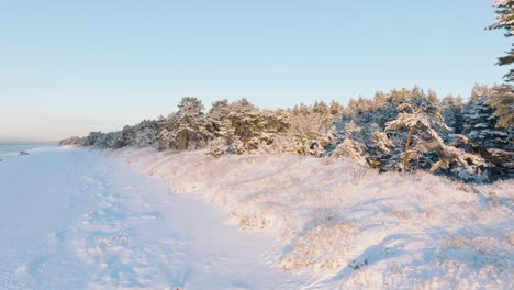 Imágenes-Aéreas-De-árboles-Y-Playa-Cubiertos-De-Nieve,-Soleado-Día-De-Invierno-Antes-De-La-Puesta-Del-Sol,-Hora-Dorada,-Bosque-De-Pinos-Nórdicos,-Costa-Del-Mar-Báltico,-Amplia-Toma-De-Drones-Ascendentes-Avanzando