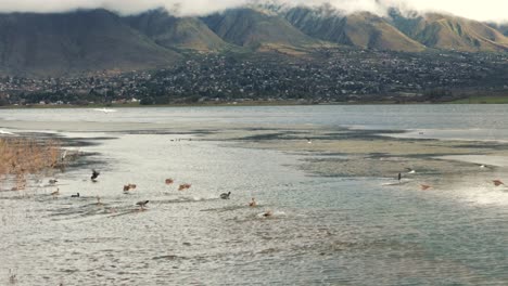 Ducks-and-white-and-gray-herons-at-La-Angostura-Dam-in-Tafí-del-Valle,-Tucumán,-Argentina