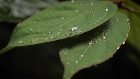 hoja verde en el bosque tropical con gotas de lluvia bajo luz suave