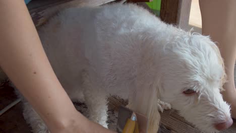 Brushing-and-drying-the-pet-dog-after-bath-in-the-river---close-up-in-slow-motion