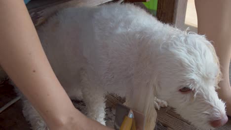 cepillado y secado del perro mascota después del baño en el río - cerrar en cámara lenta