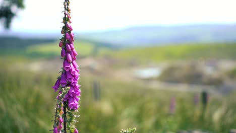 A-purple-foxglove-in-a-green-English-countryside-meadow