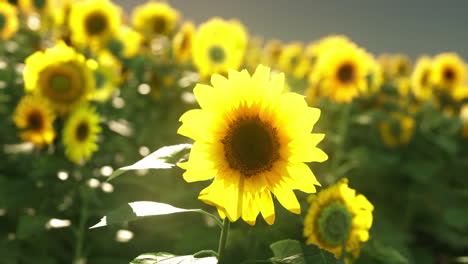 hermoso campo de girasoles
