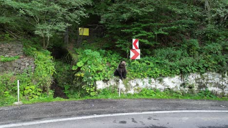 Car-Drives-past-Wild-Brown-Bear-at-Transfagarasan-Mountain-Road-in-Carpathians,-Romania