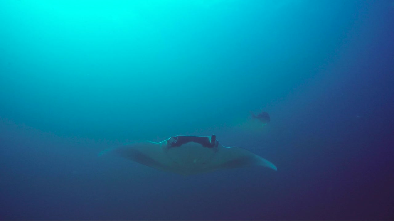 거대한 만타 레이는 뒤에 아름다운 햇살과 친근한 물고기가 따라오는 카메라를 향해 파란색에서 헤엄칩니다.