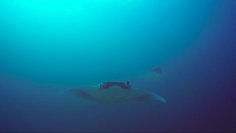 giant manta ray swims from the blue towards camera with beautiful sunshine behind and a friendly fish following