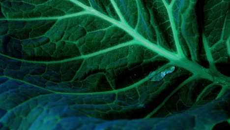 close-up of a cabbage leaf