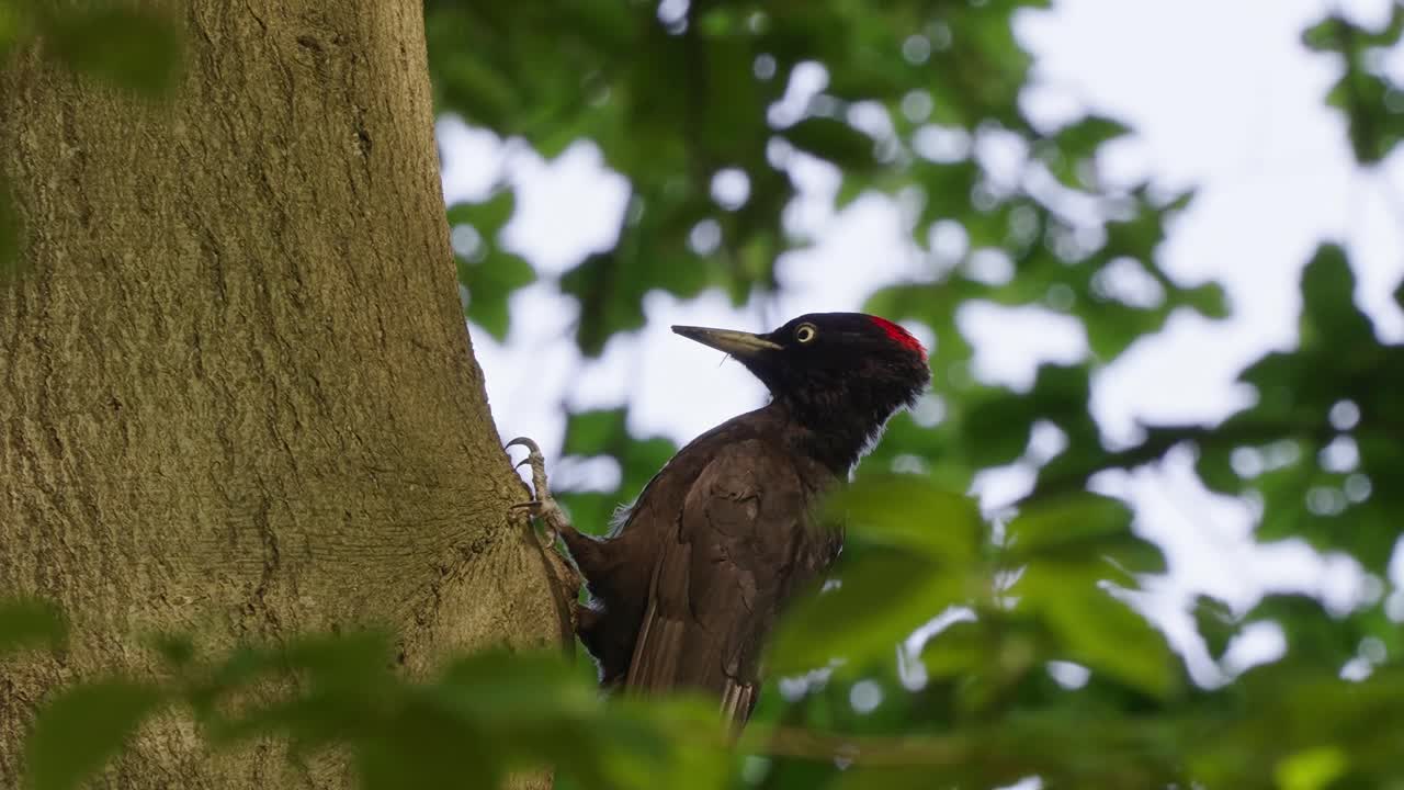pájaro carpintero de mejillas negras solitario mirando alrededor del tronco del árbol en la selva tropical