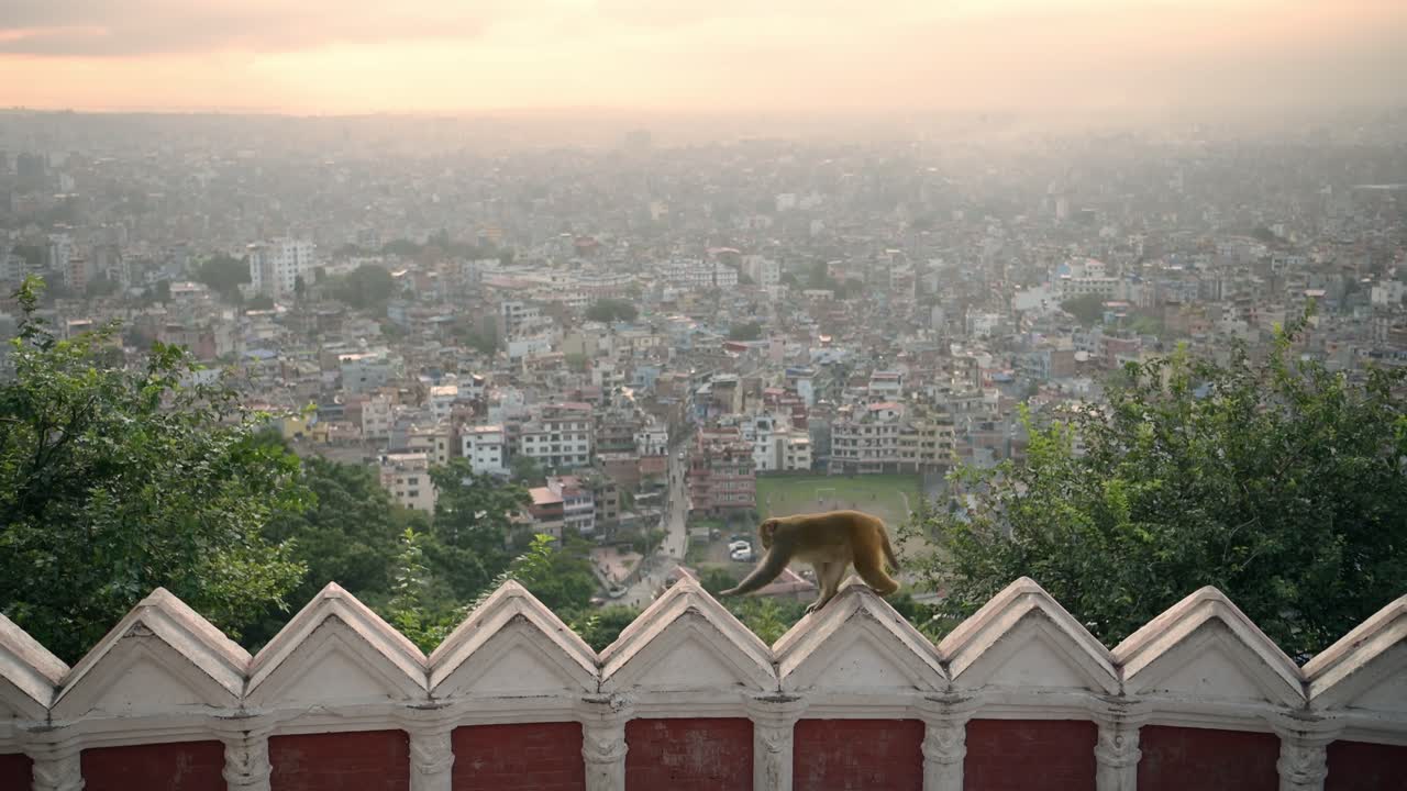 Monkey on a Wall overlooking Kathmandu City at Sunset