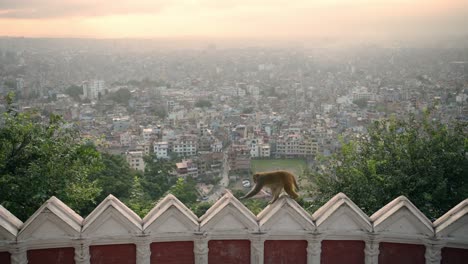 monkey on a wall overlooking kathmandu city at sunset