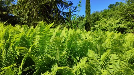 close-up of vibrant ferns with dense green foliage in the background, showcasing natural beauty and texture.